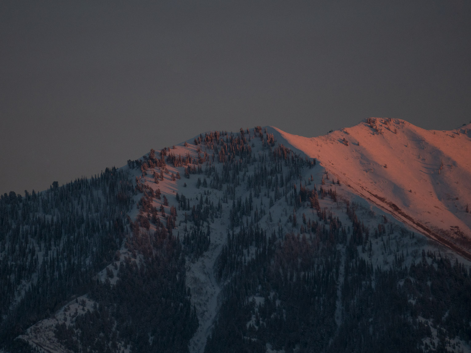 Sunset light hits the blue mountains slopes with many pine trees